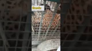 बिजनौर शिकार की तलाश में आया गुलदार पिंजरे में कैद
