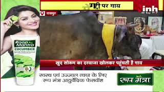 Raipur News: साड़ी शोरुम में गद्दी पर गाय | खुद शोरुम का दरवाजा खोलकर आती है अंदर