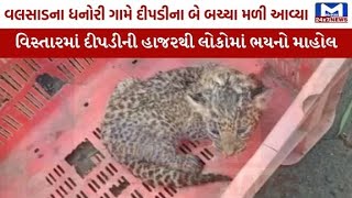 Valsad : ધનોરી ગામના છેવાડેથી દીપડીના 2 બચ્ચા મળી આવ્યા| MantavyaNews