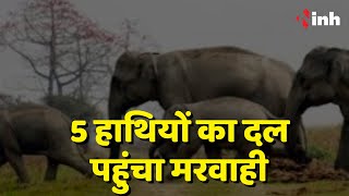 Elephant Viral Video: 5 हाथियों का दल पहुंचा मरवाही | फसलों को पहुंचा रहे नुकसान | Chhattisgarh News
