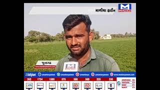 Junagadh : વરસાદનો વિરામ થતા ખેડૂતોમાં ચિંતાનો માહોલ | MantavyaNews