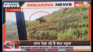 गणेश घाट फोर लाइन पर दिखा शेर,एक युवक द्वारा मोबाइल से पहाड़ पर खड़े शेर का वीडियो बनाया