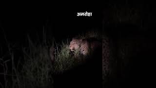 हसनपुर के जंगल में देर-रात किसान को दिखा तेंदुआ