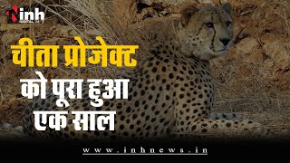 चीतों की मौत के बावजूद सरकार नहीं है नाउम्मीद, नन्हें शावक पर टिका चीतों का फ्यूचर | Cheetah Project