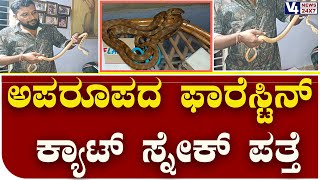 ಪುತ್ತೂರು: ಅಪರೂಪದ ಫಾರೆಸ್ಟಿನ್ ಕ್ಯಾಟ್ ಸ್ನೇಕ್ ಪತ್ತೆ || CAT SNAKE