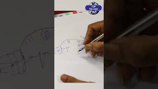 Nail Artist Ravi Parasa Latest Drawing | Nail Artist Parasa Mind Blowing Drawing| TOP TELUGU TV