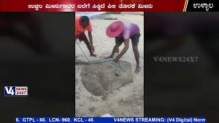 ಉಳ್ಳಾಲ: ದೈತ್ಯ ಗಾತ್ರದ ಪಿಲಿ ತೊರಕೆ ಮೀನು ಬಲೆಗೆ || V4NEWS