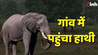 Korba News: गांव में पहुंचा हाथी | ग्रामीणों में दहशत का माहौल | Chhattisgarh News