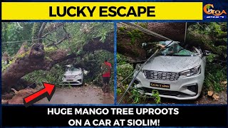 #LuckyEscape- Huge mango tree uproots on a car at Siolim!