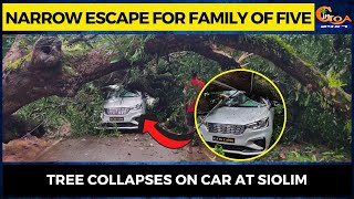 Narrow escape for family of five, Tree collapses on car at Siolim