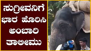 ಸುಗ್ರೀವನಿಗೆ ಭಾರ ಹೊರಿಸಿ ಅಂಬಾರಿ ತಾಲೀಮು | @News1Kannada | Mysuru