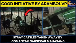Good Initiative by Arambol VP- Stray cattles taken away by Gomantak Gausevak Mahasang
