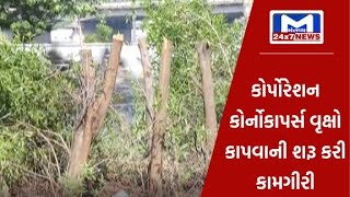Ahmedabad : AMCને હવે સૂઝ્યું ડહાપણ,સરકારના પરિપત્ર બાદ કોર્નોકાપર્સ વૃક્ષો કાપવાની શરૂ કરી કામગીરી