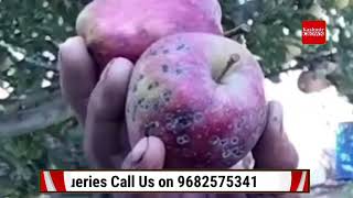 Fruit growers of Batagund Dooru Shahabad of Anantnag demand the immediate compensation