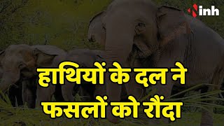 Dhamtari Elephant News: 35 हाथियों के दल ने फसलों को रौंदा | वन विभाग की टीम लगातार कर रही मुनादी