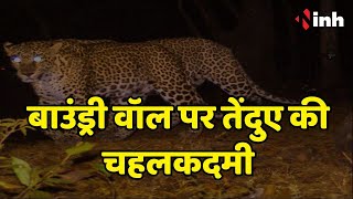Bhopal Panther News: रहवासी इलाके में तेंदुए का मूवमेंट | बाउंड्री वॉल पर तेंदुए की चहलकदमी