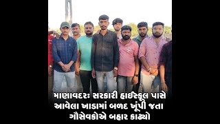 માણાવદર:સરકારી હાઈસ્કૂલ પાસે આવેલા ખાડામાં બળદ ખૂંપી જતા ગૌસેવકોએ બહાર કાઢ્યો