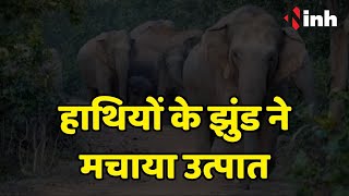 Sarangarh Elephant News: हाथियों के झुंड ने मचाया उत्पात | वन विभाग की बड़ी लापरवाही आई सामने