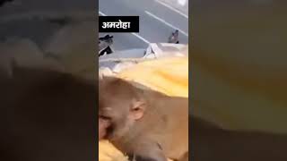 बुजुर्ग की मौत पर बंदर का गम मनाते वीडियो