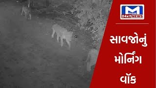 Bhavnagar : જેસરના ચિરોડા ગામે વહેલી સવારે સિંહોનું ટોળું ગામમાં આવી ચડ્યુ | MantavyaNews