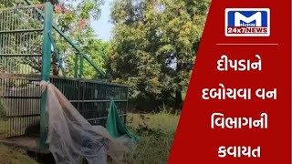 નવસારી: આદમખોર દીપડાને દબોચવા વન વિભાગની કવાયત | MantavyaNews