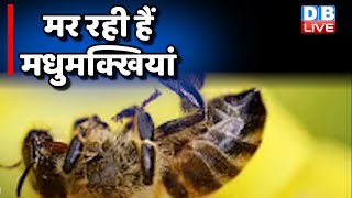 किसानों की जिंदगी में खुशहाली लातीं मधुमक्खियां | How to stop bees from dieing  | EcoIndia #dblive