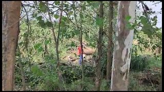 ककरौली क्षेत्र में लकडी माफियाओ ने काट डाला हरा भरा आम का बाग