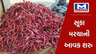 Jamnagar :હાપા યાર્ડમાં થઈ લાલ સૂકા મરચાંની આવક શરુ | MantavyaNews
