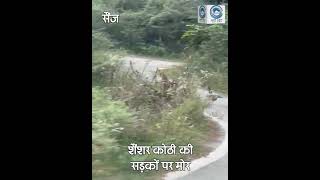 Shanshar Kothi | Peacocks |  Sainj Valley |
