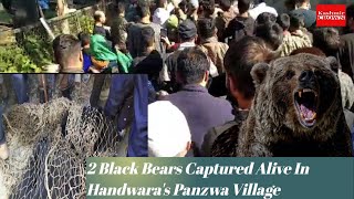 2 Black Bears Captured Alive In Handwara's Panzwa Village