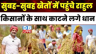 सुबह-सुबह खेतों में पहुंचे राहुल,धान की कटाई में बहाया पसीना | Rahul Gandhi in Chhattisgarh |#dblive