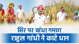 सिर पर गमछा बांध, राहुल गांधी ने काटे धान... | Rahul Gandhi Crop Wheats | Chhattisgarh