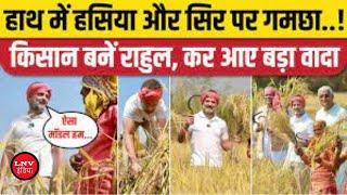 किसानों के बीच पहुंचे Rahul Gandhi,सिर पर गमछा बांध, Rahul Gandhi ने काटे धान