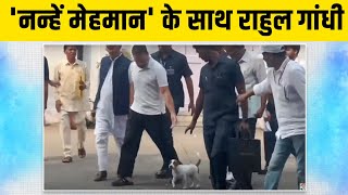 'नन्हें मेहमान' के साथ नज़र आए राहुल गांधी... | Rahul Gandhi With Dog
