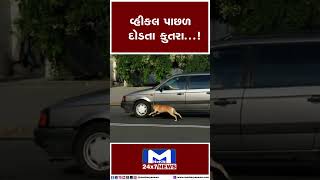 વ્હીકલ પાછળ દોડતા કૂતરા...!| MantavyaNews