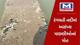 જામનગરની રંગમતી નદીમાં અસંખ્ય માછલીઓનાં મોત | MantavyaNews