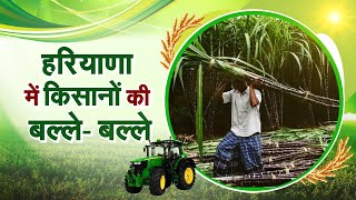 Sugarcane Rate Increase: मनोहर सरकार का किसानों को दिवाली तोहफा, बढ़ाया गन्ने की अगेती फसल का रेट