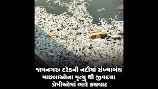 જામનગર : દરેડની નદીમાં સંખ્યાબંધ માછલાઓના મૃત્યુ થી જીવદયા પ્રેમીઓમાં ભારે કચવાટ