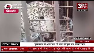बिजनौर में दो गुलदार पिंजरे में कैद