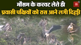 मौसम के करवट लेते ही प्रवासी पक्षियों को रास आने लगी Delhi, चिड़ियाघर में डाला डेरा