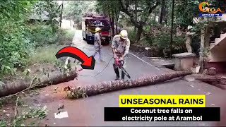 #UnseasonalRains- Coconut tree falls on electricity pole at Arambol