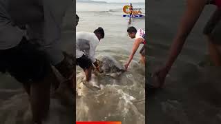 Fishermen from Caranzalem for releasing back this massive turtle back into sea