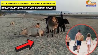 With Russians turning their back to Morjim, Stray cattle take over Morjim beach!