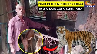 #Fear in the minds of locals- Tiger attacks calf at Loliem Polem