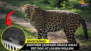 #Shocking! Another leopard drags away pet dog at Loliem-Pollem