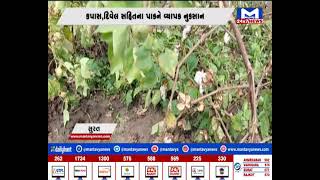 Surat : કપાસ, દિવેલ સહિતના પાકને વ્યાપક નુકસાન થતા ખેડુતોએ સરકાર પાસે કરી વળતરની માંગ | MantavyaNews