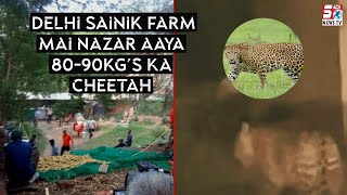 Sach news khabarnama |  Delhi Sainik Farm mai nazar aaya 80-90kg’s ka Cheetah | SACHNEWS |