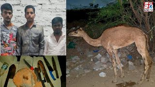 illegal camel kaatne wala giraftaar | COMMISSIONER TASK FORCE NORTH ZONE TEAM | SACHNEWS |