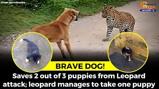 #BraveDog! Female dog manage to save 3 out of 4 puppies from leopard attack at Canacona