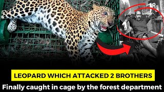 Leopard which attacked 2 brothers. Finally caught in cage by the forest department